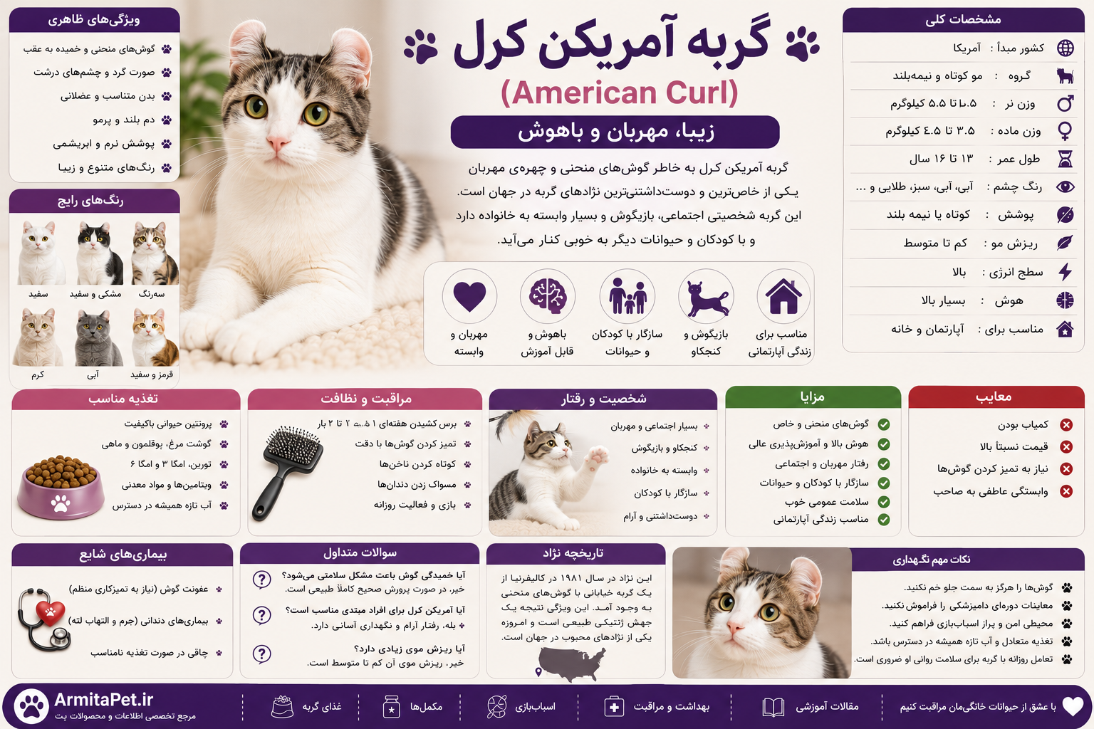 گربه امریکن.png