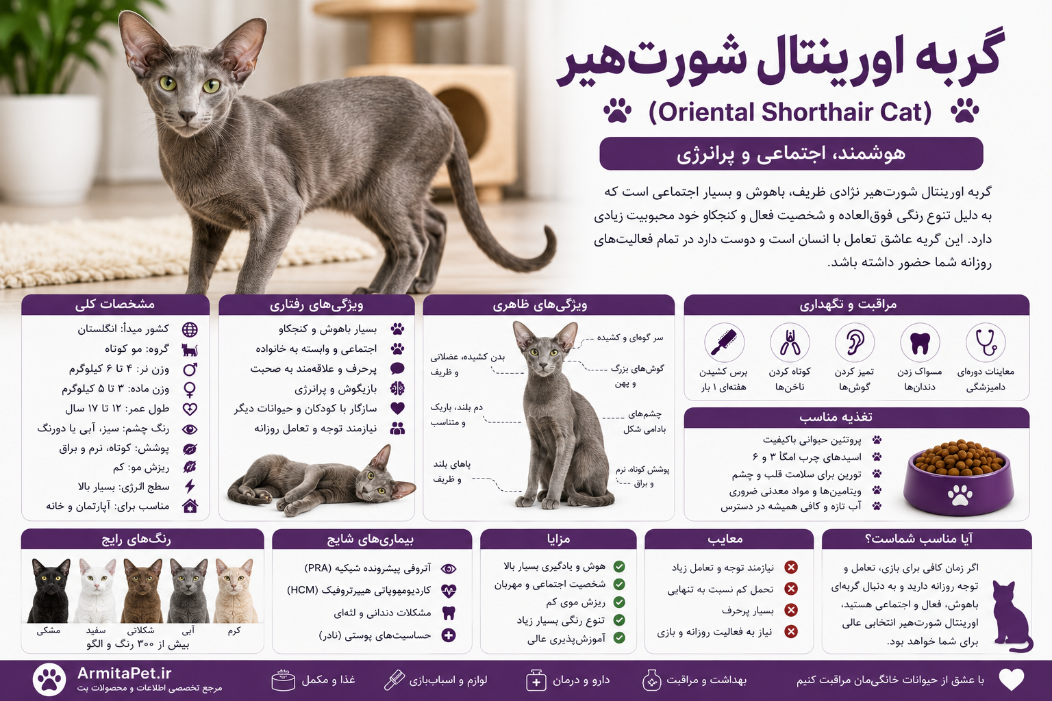 گربه اورینتال شورتهیر.png