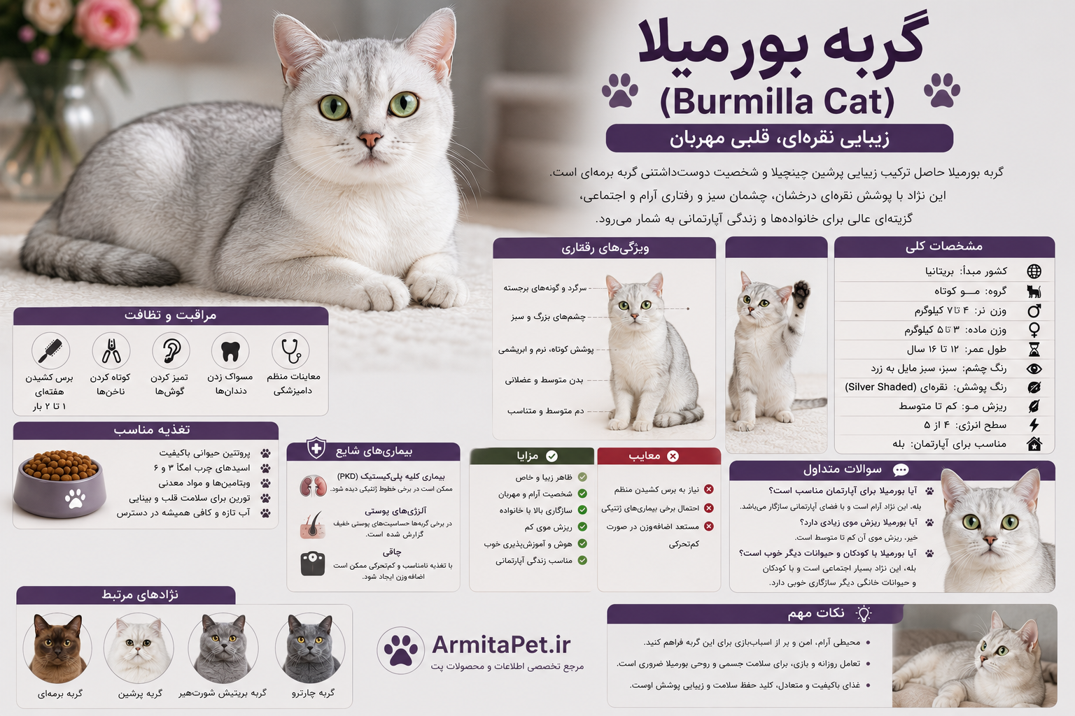 burmilla-cat.png