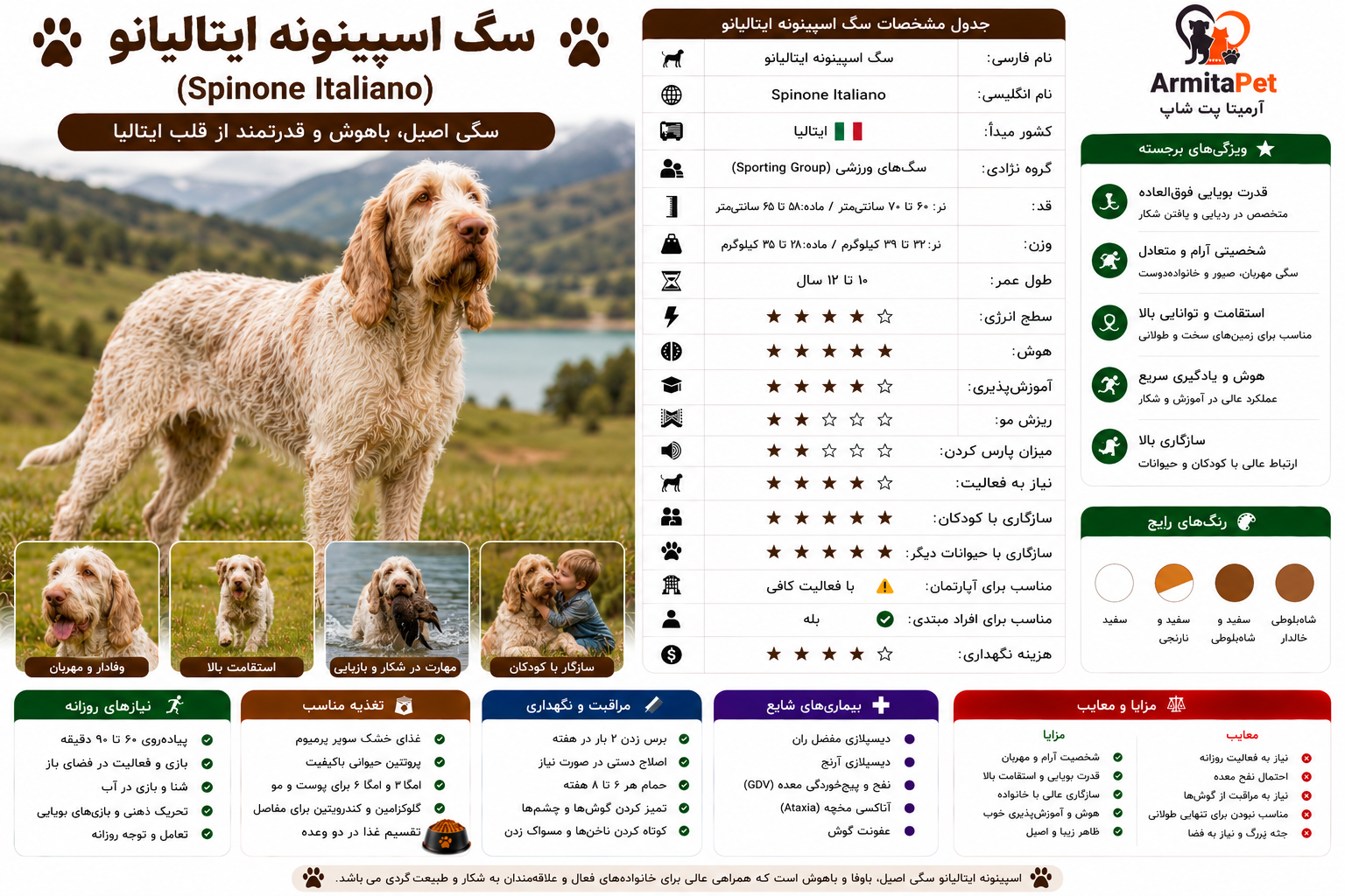 سگ اسپینونه ایتالیانو.png