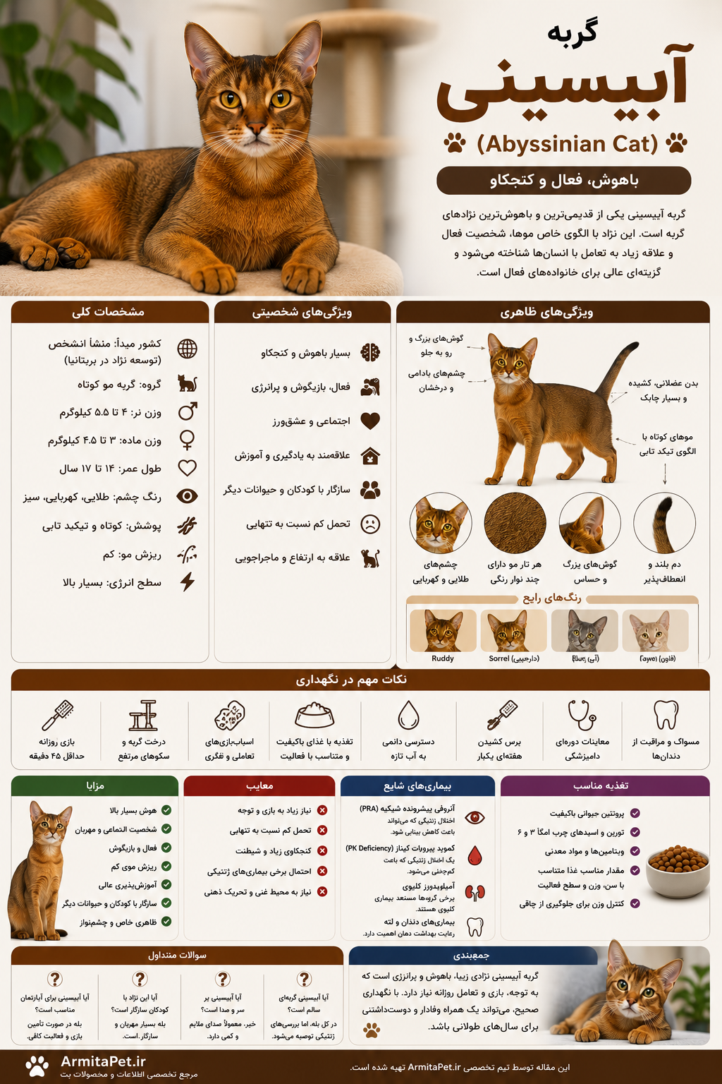 معرفی گربه آبیسینی.png
