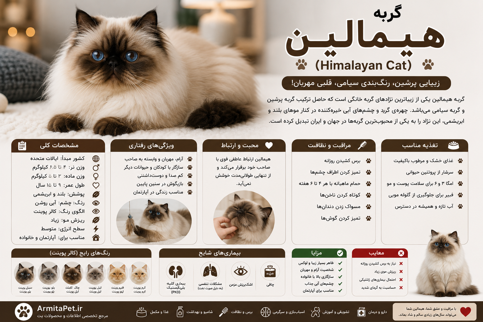 معرفی گربه هیمالین.png