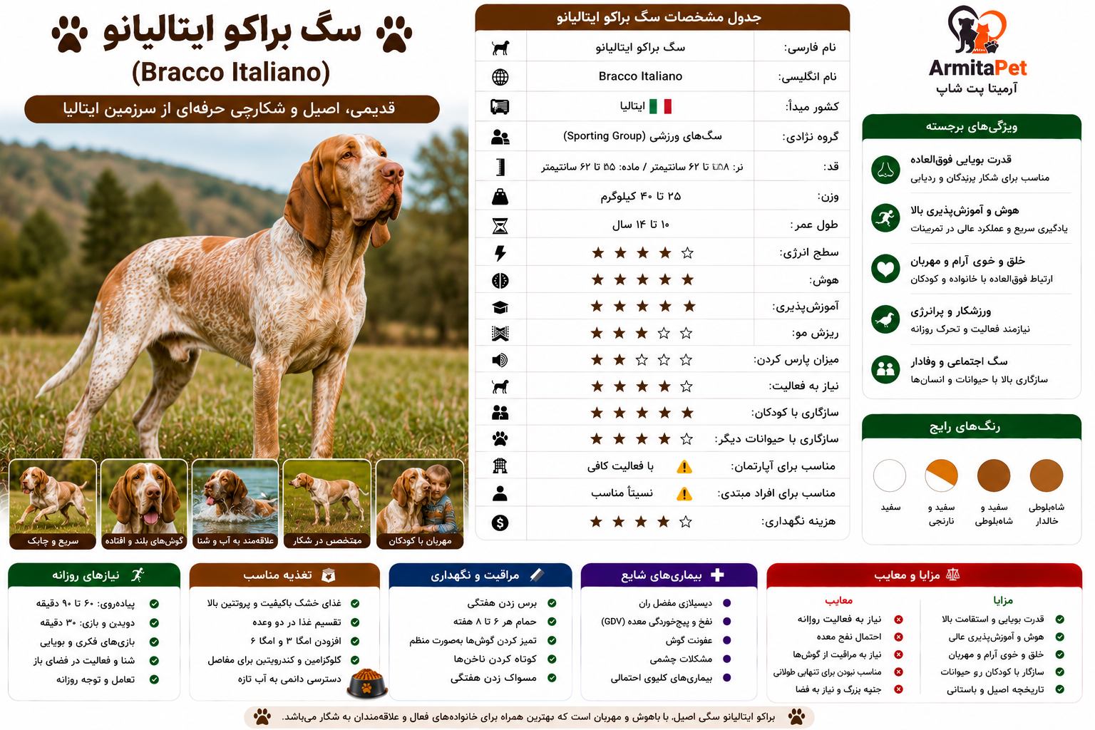 سگ براکو ایتالیانو.png