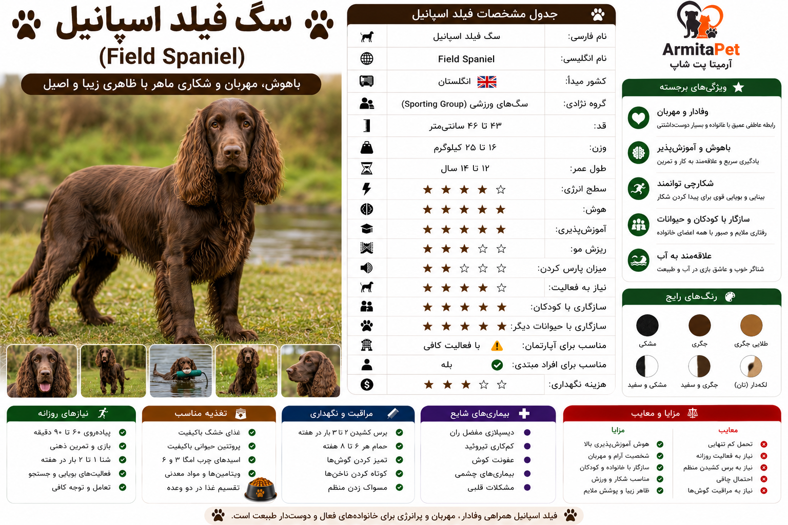 سگ فیلد اسپانیل.png