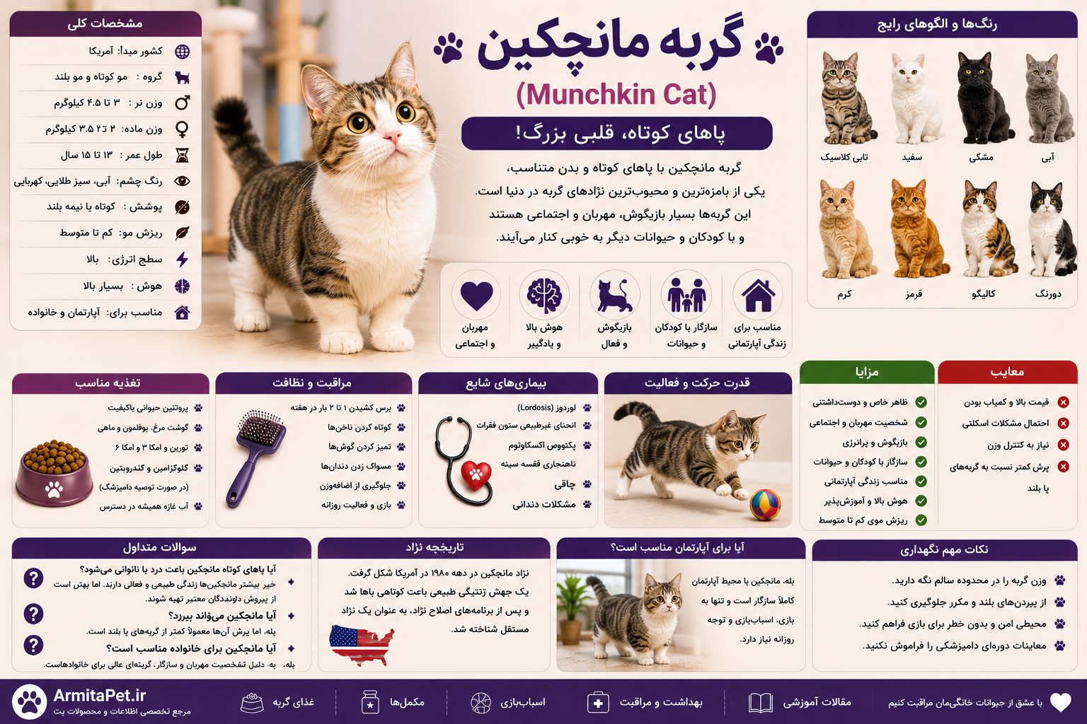 معرفی گربه مانچکین.png