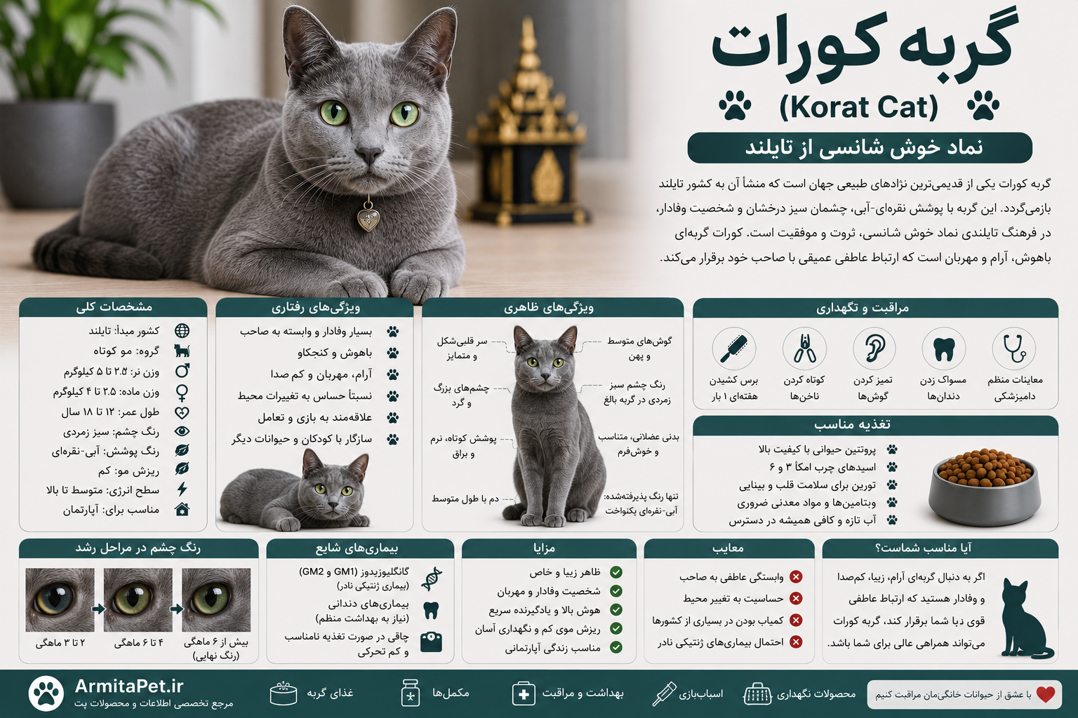 معرفی گربه کورات.png