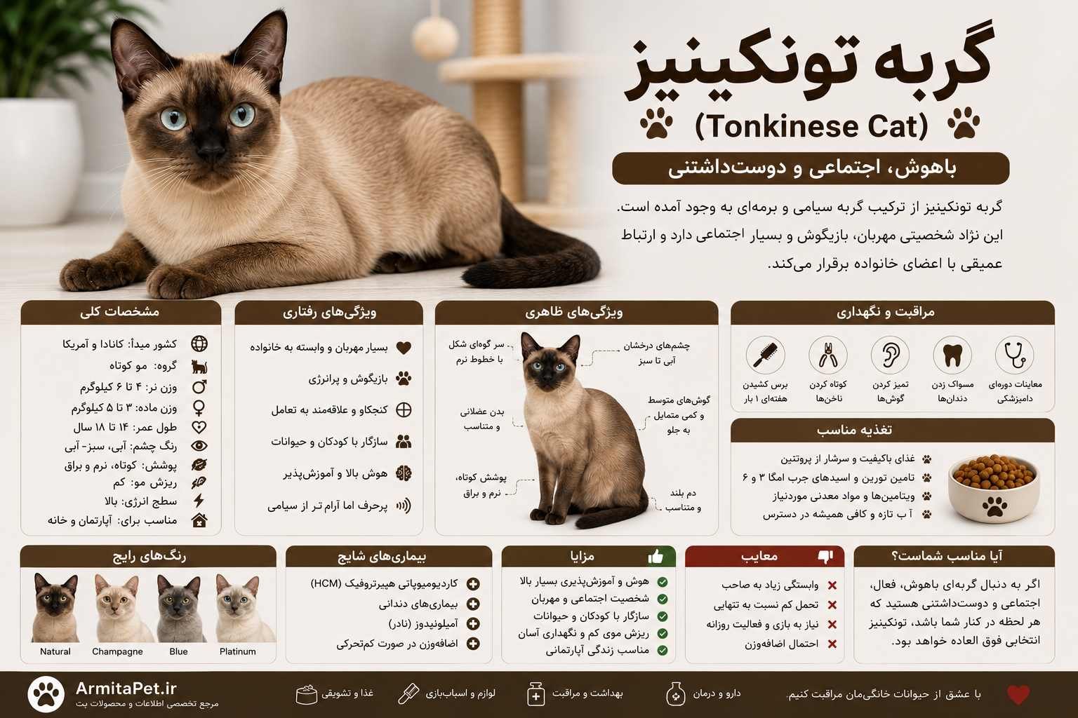 گربه تونکینیز.png