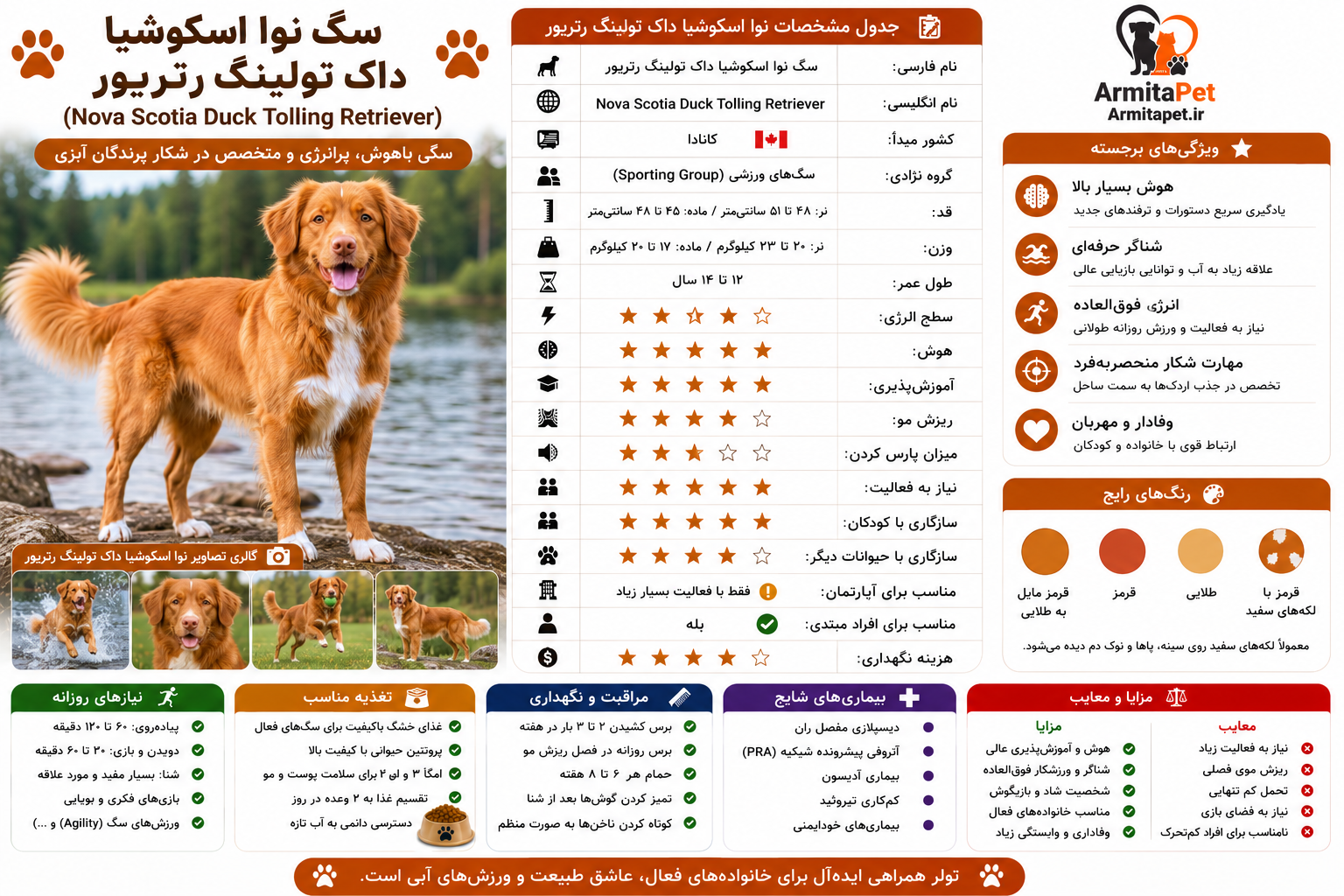 سگ نوا اسکوشیا داک تولینگ رتریور.png
