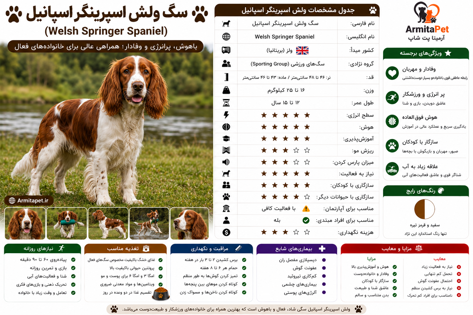 سگ ولش اسپرینگر اسپانیل.png