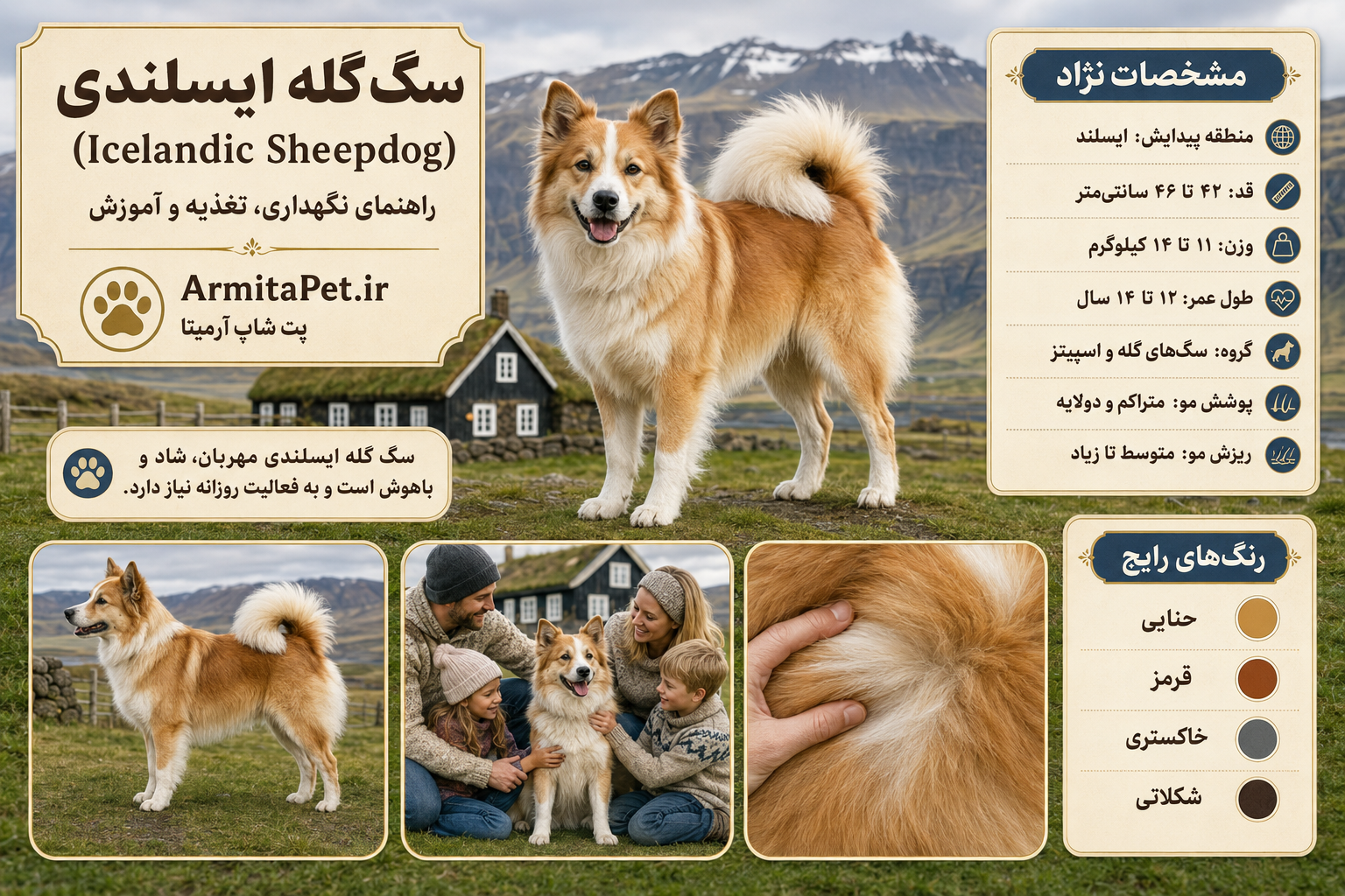 سگ گله ایسلندی.png