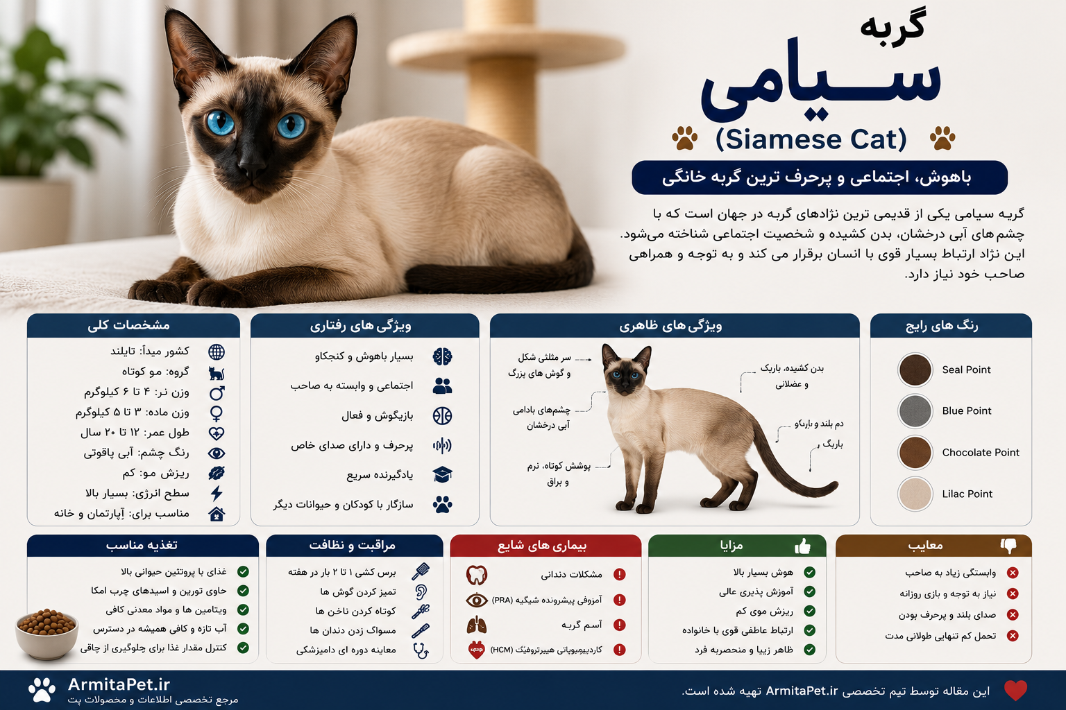 معرفی گربه سیامی.png