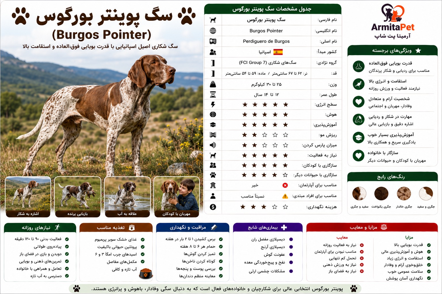 سگ پوینتر بورگوس.png