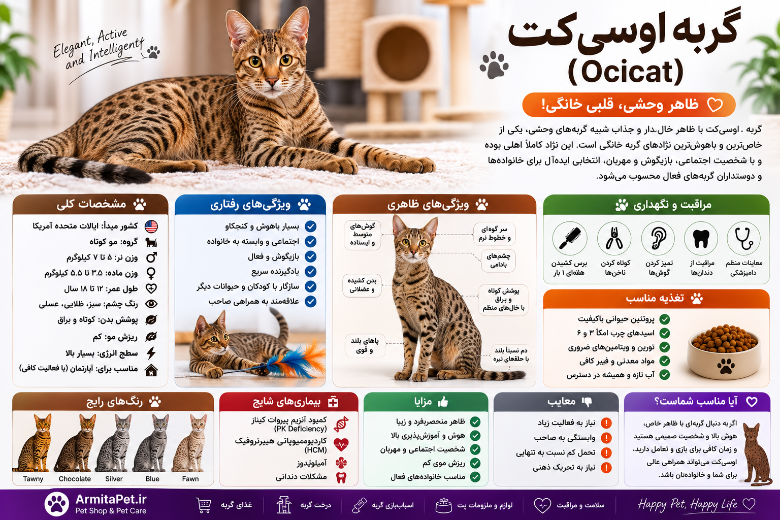 معرفی گربه اوسیکت.png