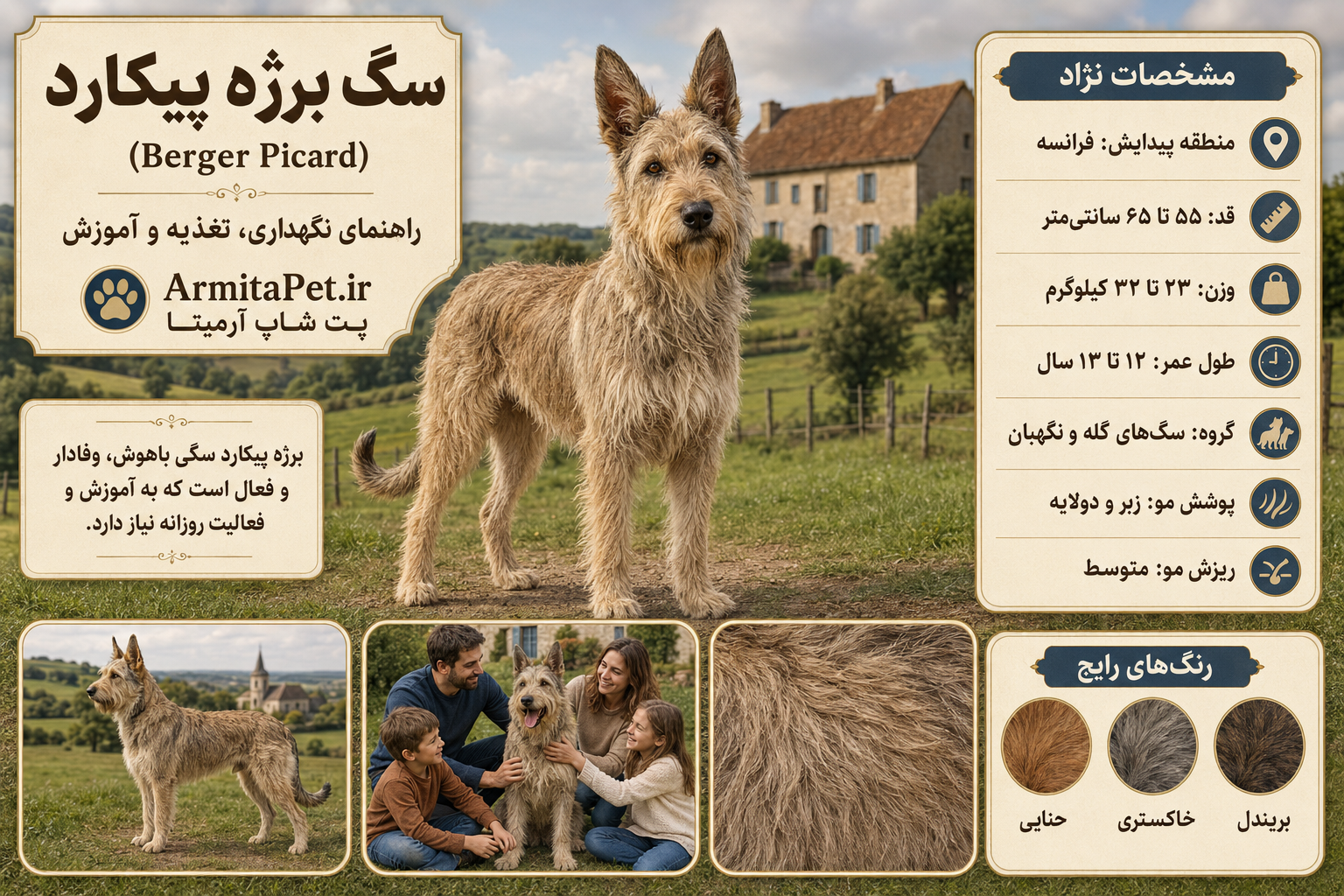 سگ برژه پیکارد؛.png