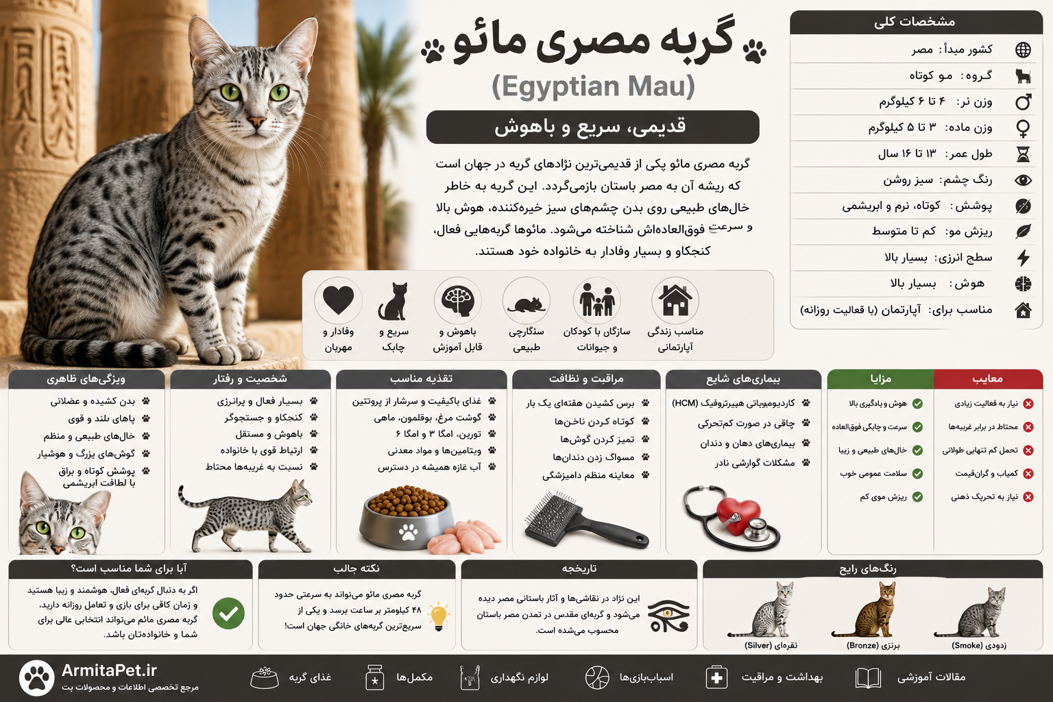 معرفی گربه مصری مائو.png