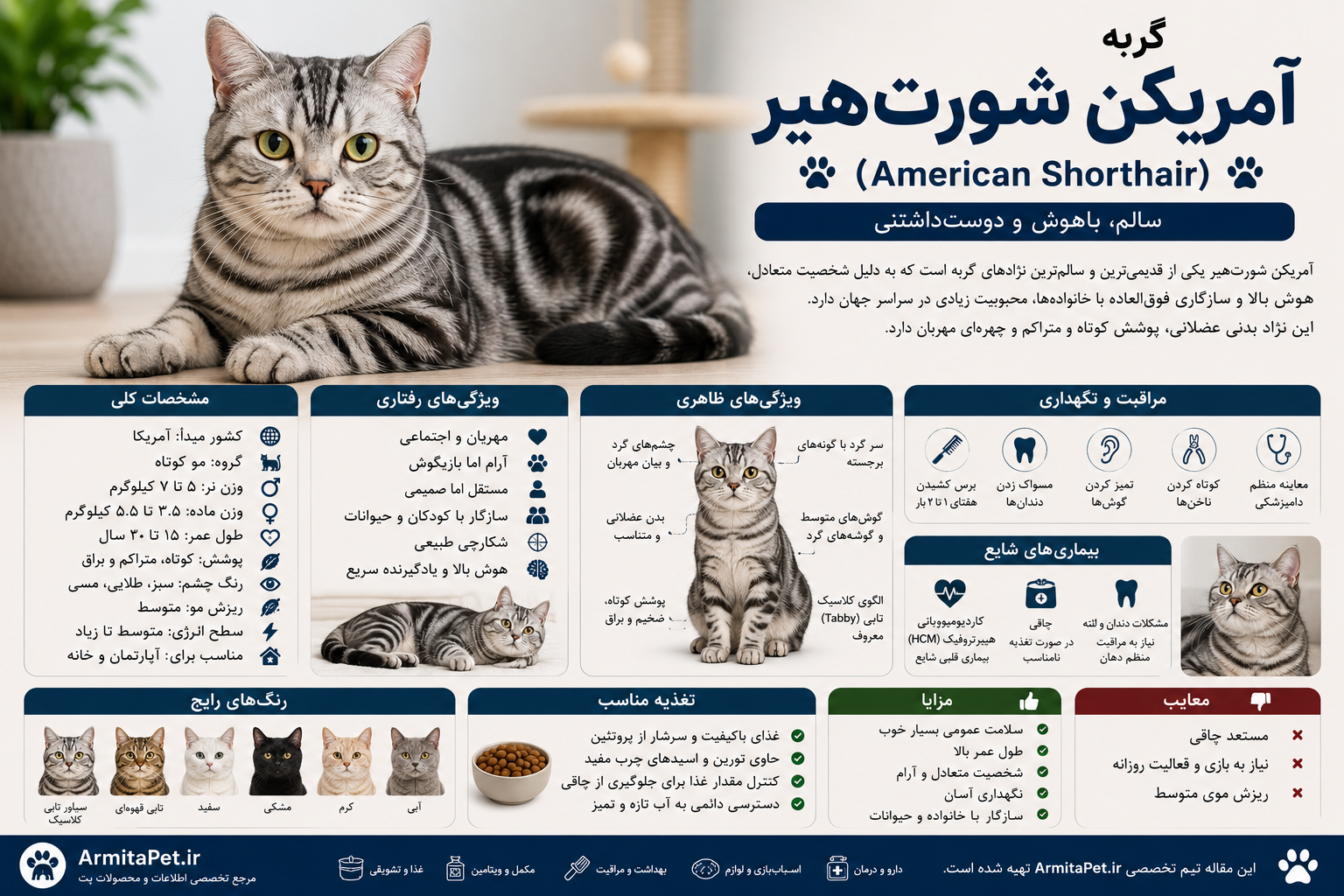معرفی گربه آمریکن شورتهیر.png