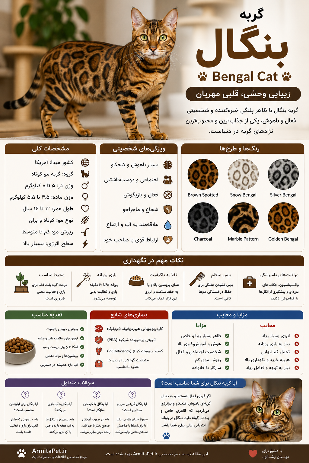 معرفی گربه بنگال.png