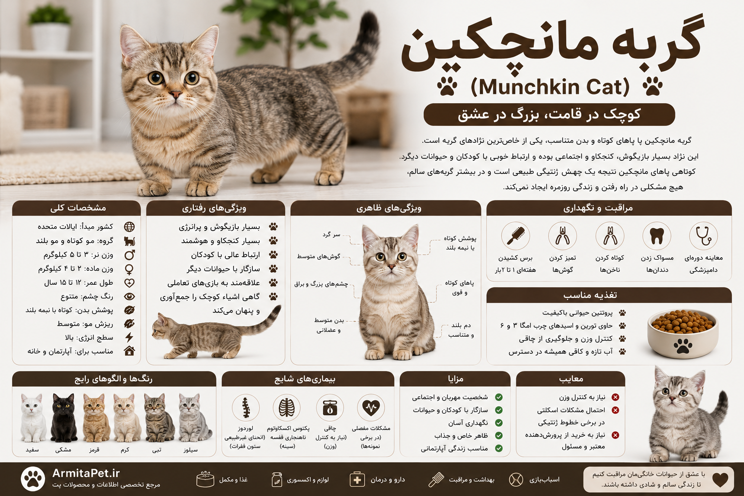 معرفی گربه مانچکین.png