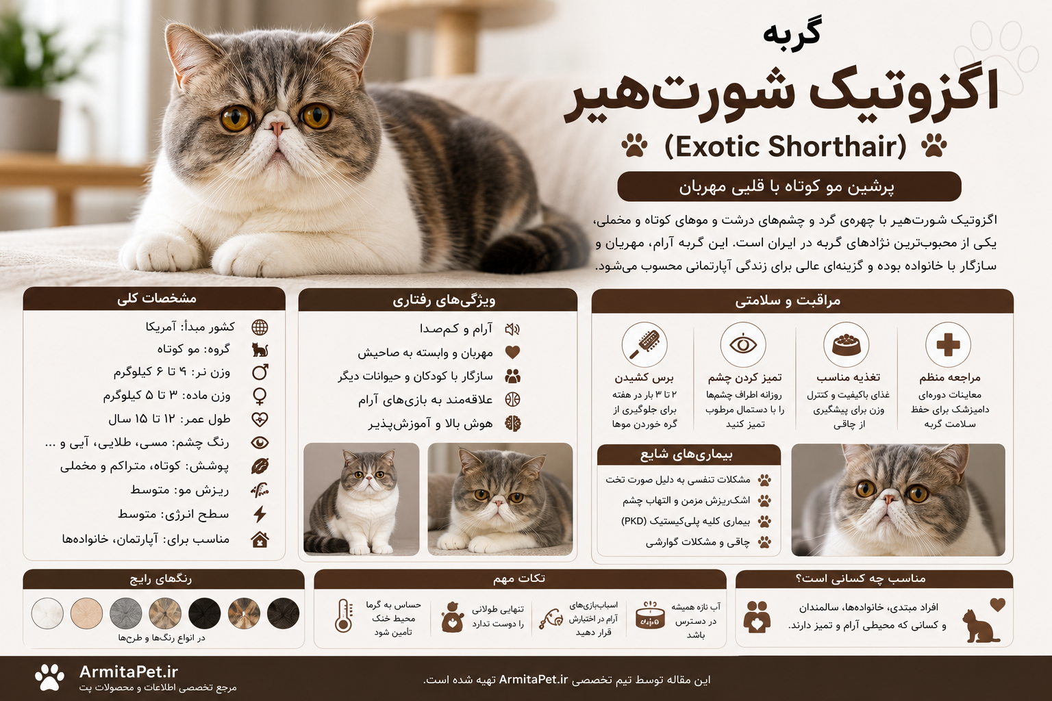معرفی گربه اگزوتیک شورتهیر.png
