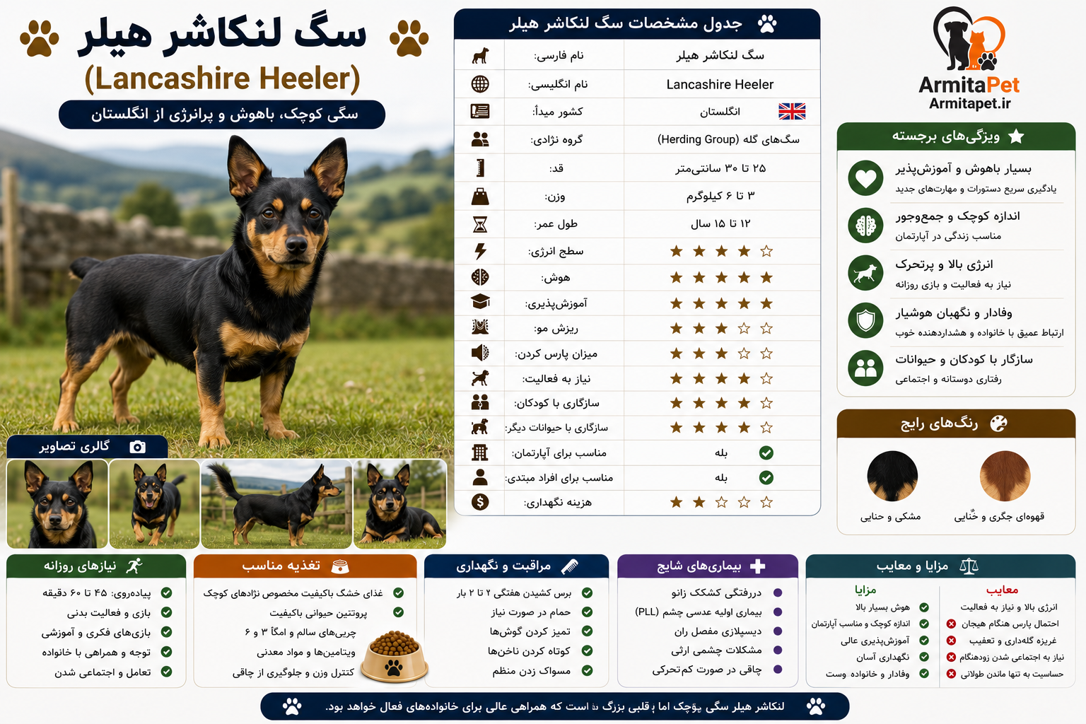 سگ لنکاشر هیلر.png