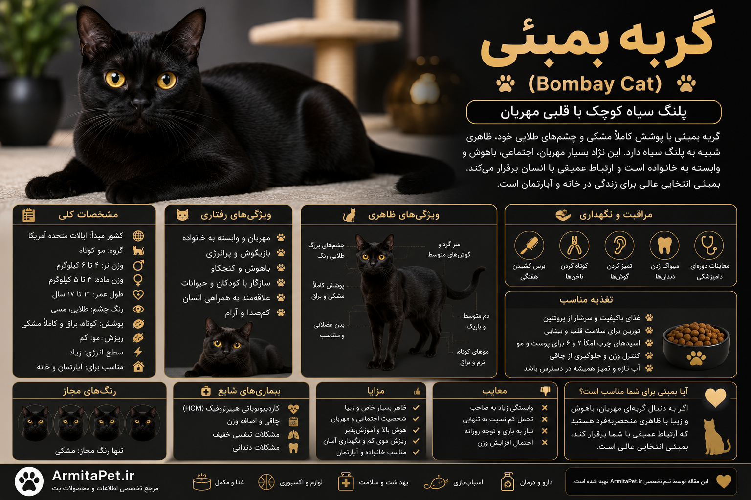 گربه بمبئی.png