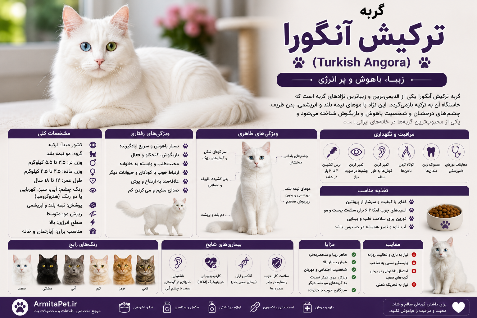 معرفی گربه ترکیش آنگورا.png