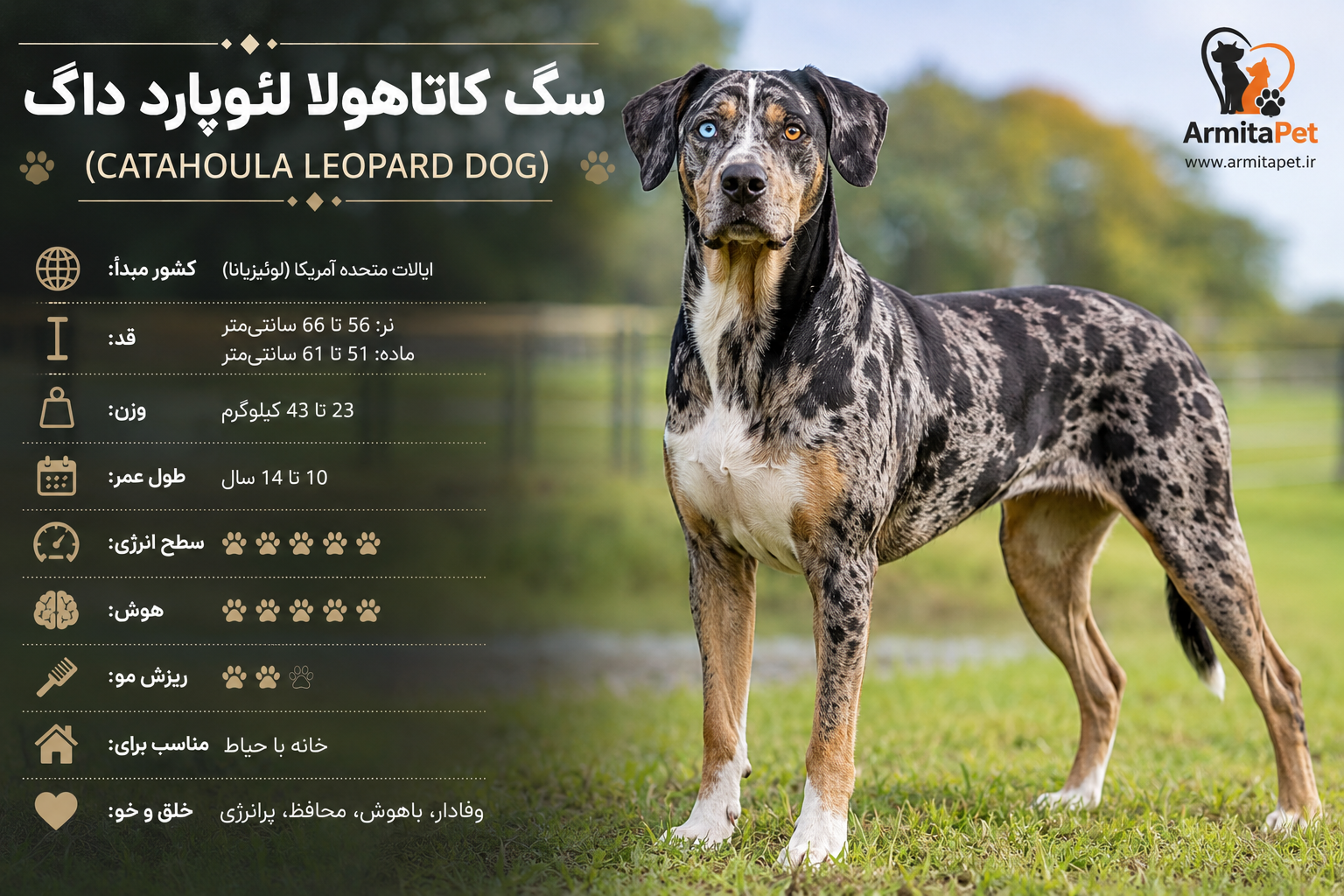 سگ کاتاهولا لئوپارد داگ (Catahoula Leopard Dog).png