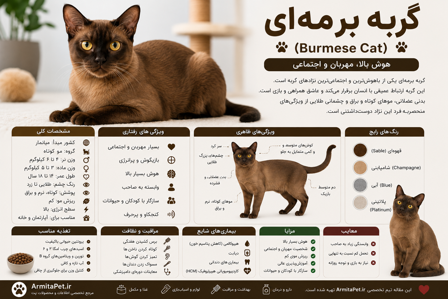 گربه برمهای.png
