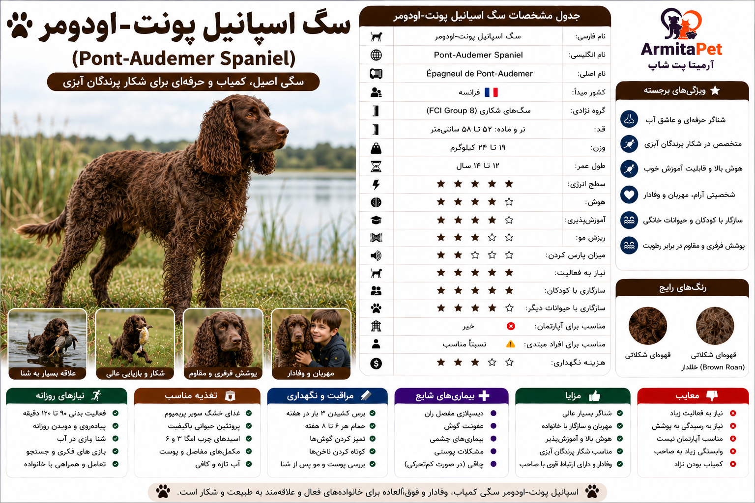 pont-audemer-spaniel.png