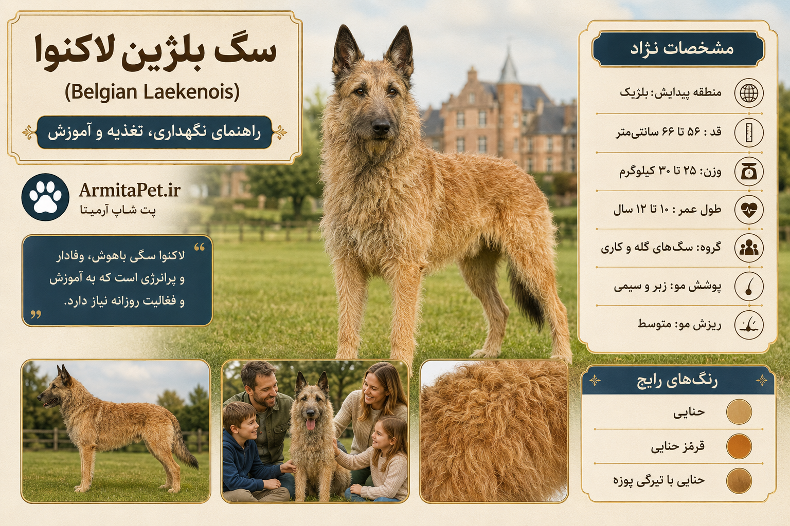 سگ بلژین لاکنوا.png