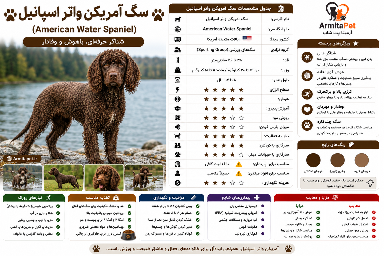 سگ آمریکن واتر اسپانیل.png