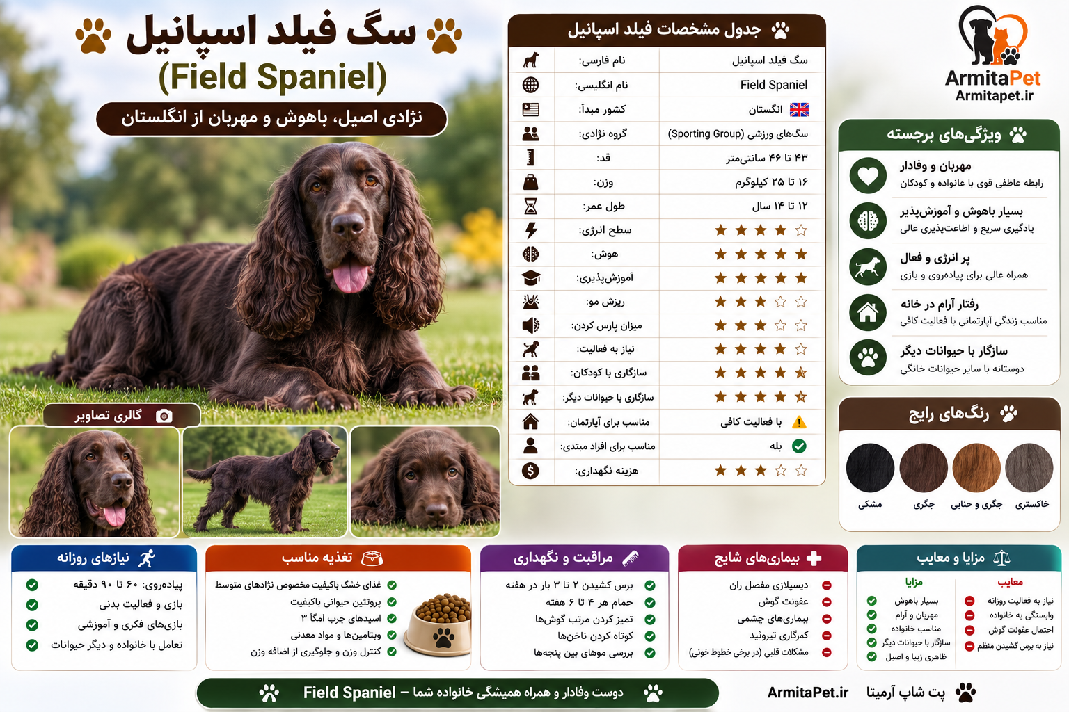 معرفی کامل سگ فیلد اسپانیل (Field Spaniel).png
