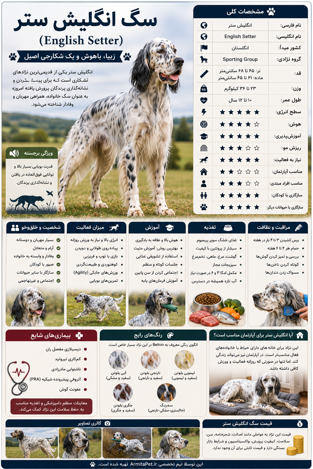 معرفی سگ انگلیش ستر.png