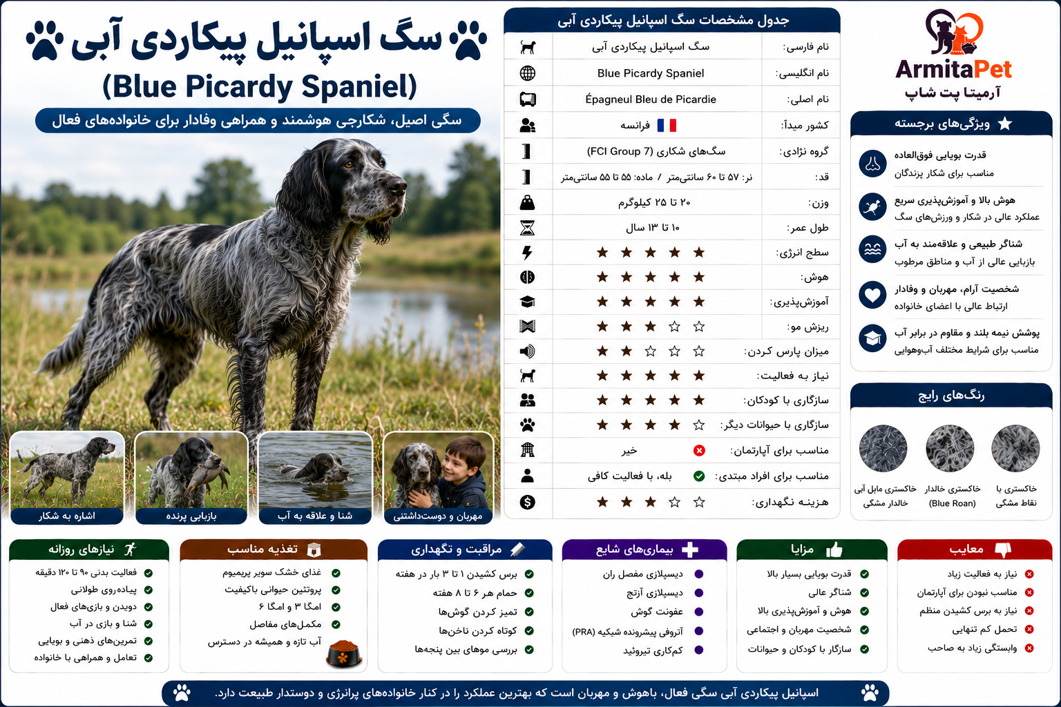 معرفی سگ اسپانیل پیکاردی آبی.png