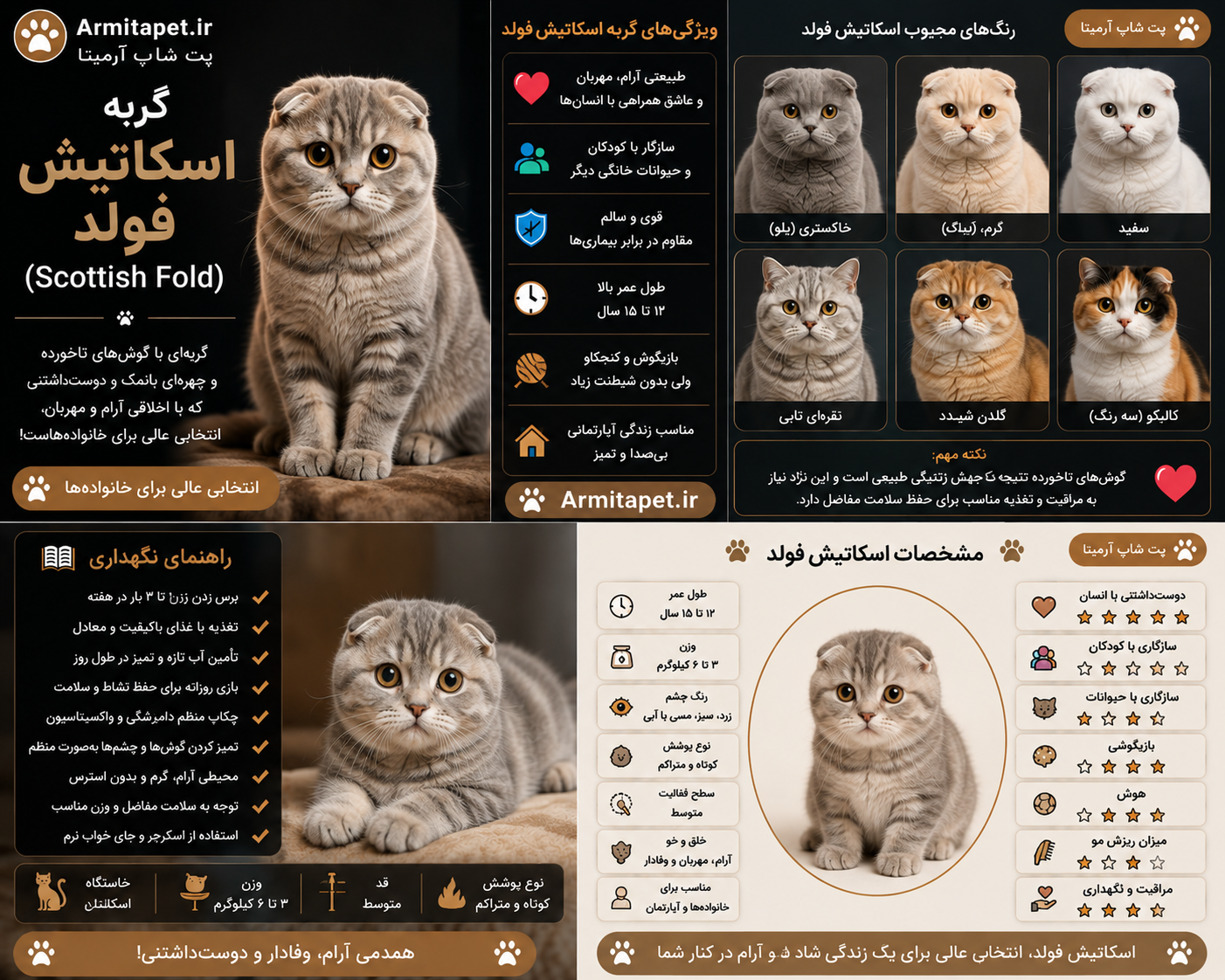 گربه اسکاتیش فولد | راهنمای کامل نگهداری، تغذیه و مراقبت
