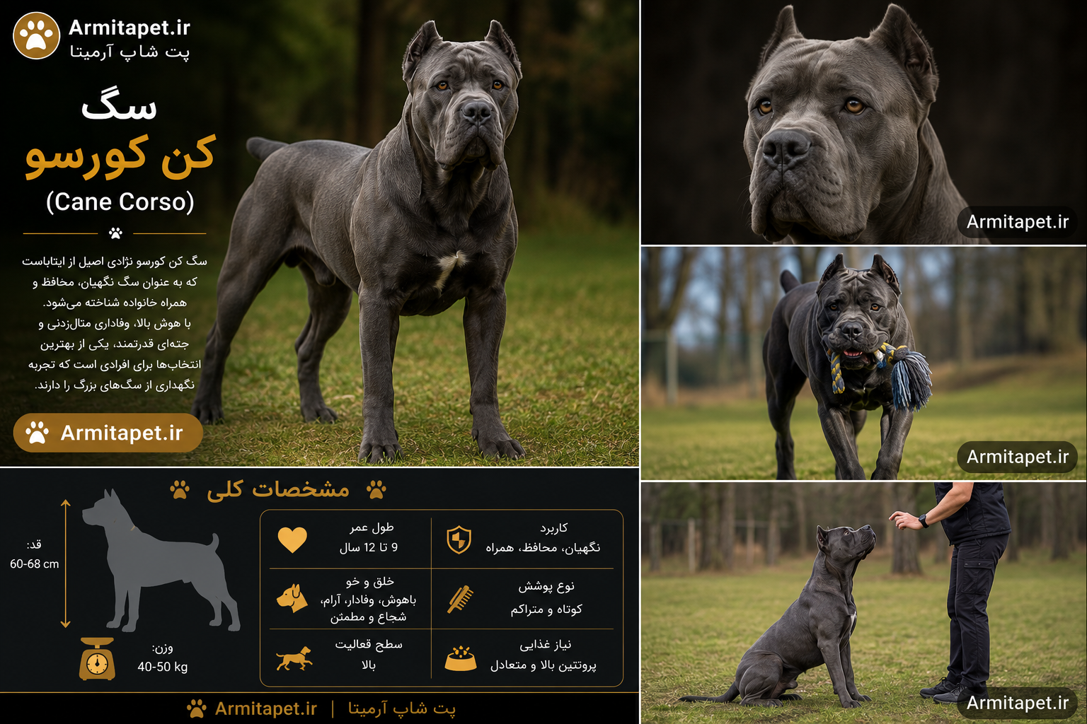 سگ کن کورسو (Cane Corso)؛ راهنمای کامل نگهداری