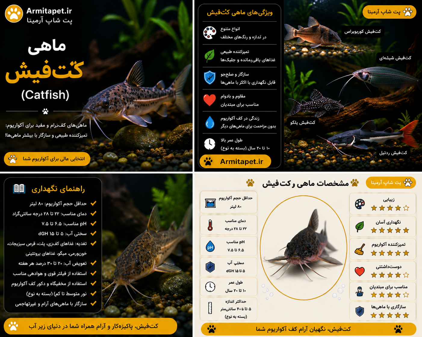 ماهی کت‌فیش آکواریومی | راهنمای نگهداری، تغذیه و معرفی بهترین گونه‌ها