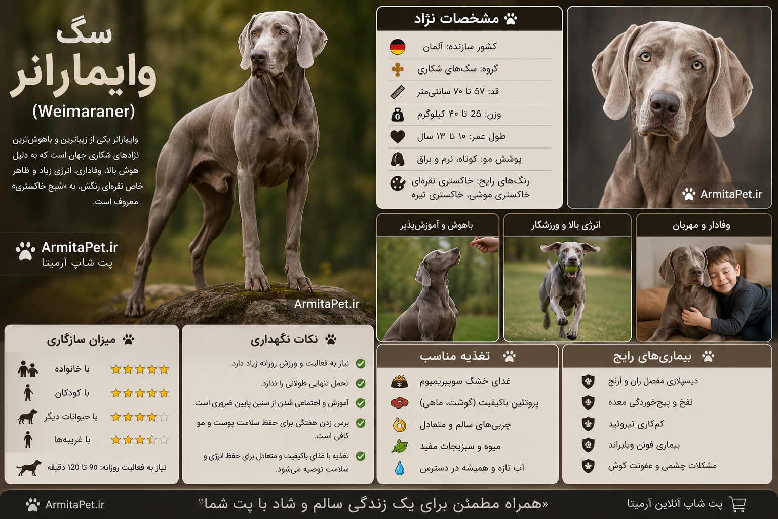 سگ وایمارانر، Weimaraner