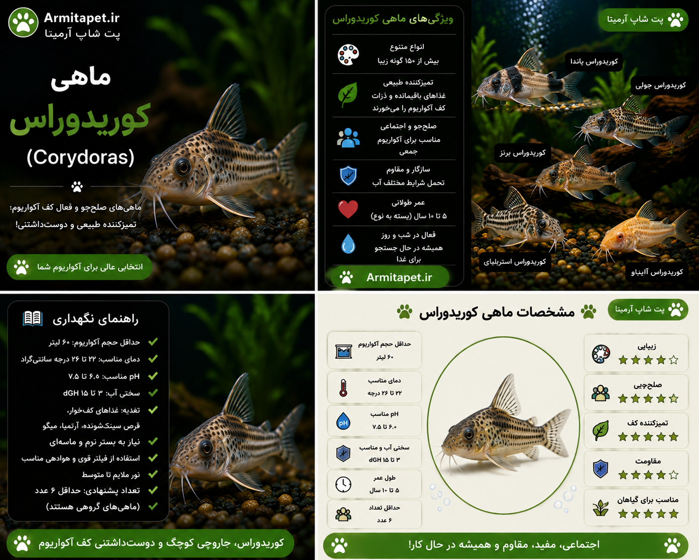 ماهی کوریدوراس | راهنمای کامل نگهداری، تغذیه، تکثیر و بیماریها