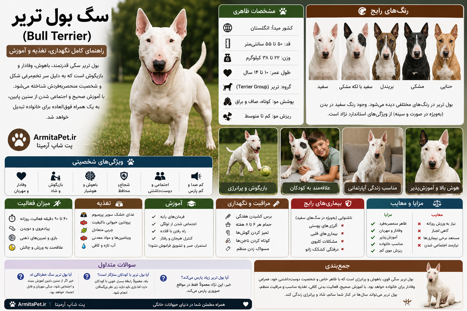 سگ بول تریر (Bull Terrier) نژاد محبوب و قدرتمند.