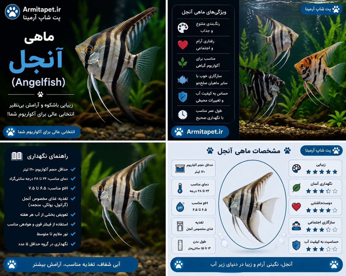 ماهی آنجل | راهنمای کامل نگهداری، تغذیه، تکثیر و بیماریها