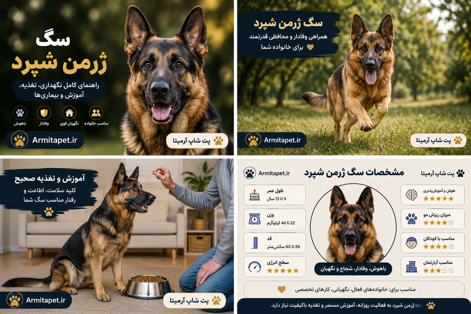 سگ ژرمن شپرد | راهنمای کامل ویژگیها، تغذیه، آموزش و نگهداری